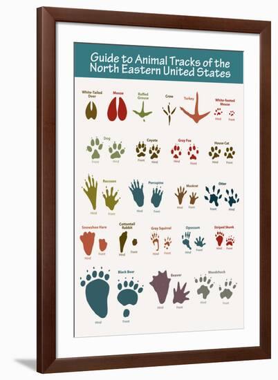 Animal Tracks of the North Eastern United States-null-Framed Art Print