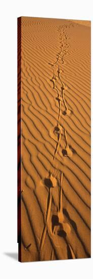 Animal Tracks on Sand Dune, Namibia-null-Stretched Canvas