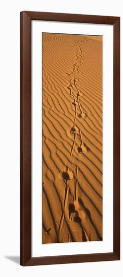 Animal Tracks on Sand Dune, Namibia-null-Framed Photographic Print