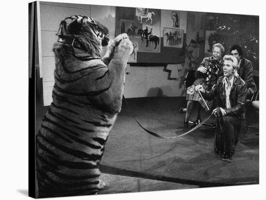Animal Trainer Gunther Gebel Williams on "Panorama" with Guest Martha Mitchell and Maury Povich-Walter Bennett-Stretched Canvas
