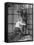 Animal Trainer Jules Jacot Training a Lion, one of the 21 big cats He Will Use Next Year-Wallace Kirkland-Framed Stretched Canvas