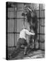 Animal Trainer Jules Jacot Training a Lion, one of the 21 big cats He Will Use Next Year-Wallace Kirkland-Stretched Canvas