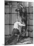 Animal Trainer Jules Jacot Training a Lion, one of the 21 big cats He Will Use Next Year-Wallace Kirkland-Mounted Photographic Print