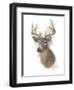 Animal Woodland Deer-Matthew Piotrowicz-Framed Art Print