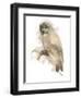 Animal Woodland Owl-Matthew Piotrowicz-Framed Art Print