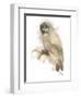 Animal Woodland Owl-Matthew Piotrowicz-Framed Art Print