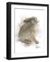 Animal Woodland Rabbit-Matthew Piotrowicz-Framed Art Print