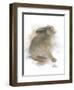 Animal Woodland Rabbit-Matthew Piotrowicz-Framed Art Print