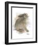 Animal Woodland Rabbit-Matthew Piotrowicz-Framed Art Print
