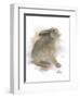 Animal Woodland Rabbit-Matthew Piotrowicz-Framed Art Print