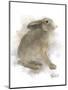 Animal Woodland Rabbit-Matthew Piotrowicz-Mounted Art Print