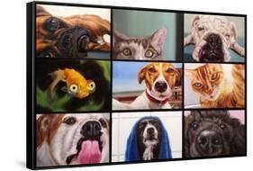 Animal Zoom-Lucia Heffernan-Framed Stretched Canvas