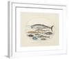 Animalia Collective - Ocean Occupants-Joris Hoefnagel-Framed Premium Giclee Print