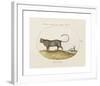Animalia Collective - Wild Watch-Joris Hoefnagel-Framed Premium Giclee Print