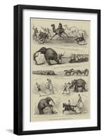 Animals Against Men, Feats of Strength at Lillie-Bridge-null-Framed Giclee Print