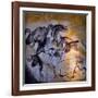 Animals and Birds, Chauvet-Pont-D'Arc Cave, Ardeche-null-Framed Giclee Print