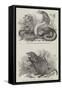 Animals at London Zoo-null-Framed Stretched Canvas