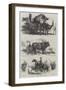 Animals at the Florence Exhibition-Harrison William Weir-Framed Giclee Print