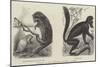 Animals at the Zoological Society's Gardens-null-Mounted Giclee Print