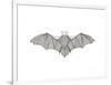 Animals Bat-Neeti Goswami-Framed Art Print