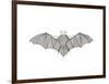 Animals Bat-Neeti Goswami-Framed Art Print