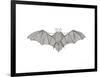 Animals Bat-Neeti Goswami-Framed Art Print