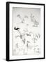 Animals (birds) 14, Eagles 1, 1992 (drawing)-Ralph Steadman-Framed Giclee Print