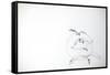 Animals (birds) 7 (drawing)-Ralph Steadman-Framed Stretched Canvas