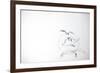 Animals (birds) 7 (drawing)-Ralph Steadman-Framed Giclee Print