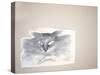ANIMALS (CATS & DOGS) 2 (drawing)-Ralph Steadman-Stretched Canvas