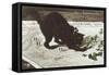 Animals, Cats-null-Framed Stretched Canvas