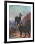 Animals, Chamois, Swan-Cuthbert Swan-Framed Art Print