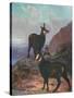 Animals, Chamois, Swan-Cuthbert Swan-Stretched Canvas