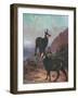 Animals, Chamois, Swan-Cuthbert Swan-Framed Art Print