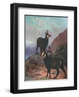 Animals, Chamois, Swan-Cuthbert Swan-Framed Art Print