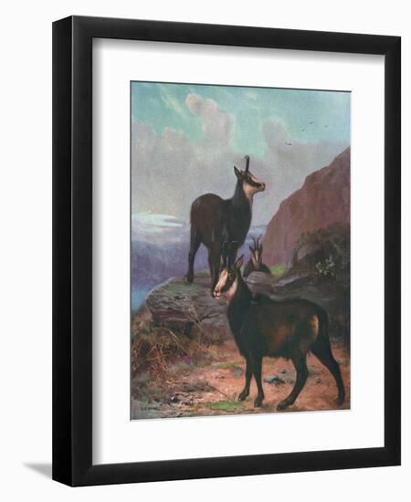 Animals, Chamois, Swan-Cuthbert Swan-Framed Art Print