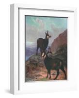 Animals, Chamois, Swan-Cuthbert Swan-Framed Art Print