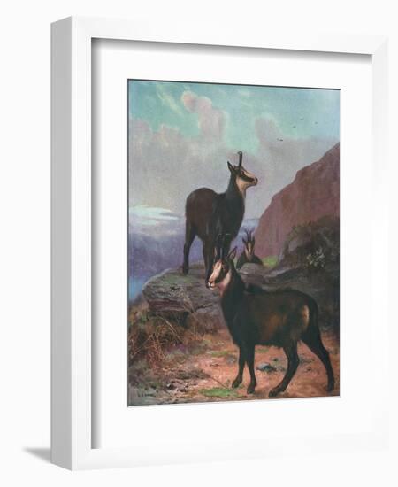 Animals, Chamois, Swan-Cuthbert Swan-Framed Art Print