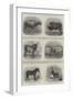 Animals Exhibited at the Calcutta Agricultural Show-null-Framed Giclee Print
