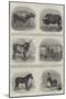 Animals Exhibited at the Calcutta Agricultural Show-null-Mounted Giclee Print