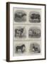 Animals Exhibited at the Calcutta Agricultural Show-null-Framed Giclee Print