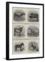 Animals Exhibited at the Calcutta Agricultural Show-null-Framed Giclee Print