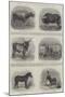 Animals Exhibited at the Calcutta Agricultural Show-null-Mounted Giclee Print