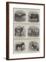Animals Exhibited at the Calcutta Agricultural Show-null-Framed Giclee Print