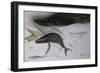 Animals (fish), Whale, 1987 (ink on paper)-Ralph Steadman-Framed Giclee Print