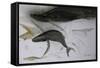 Animals (fish), Whale, 1987 (ink on paper)-Ralph Steadman-Framed Stretched Canvas