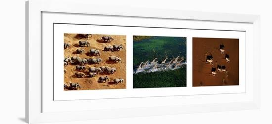 Animals from Above-Art Wolfe-Framed Art Print