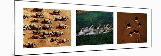 Animals from Above-Art Wolfe-Mounted Art Print