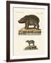 Animals from Hot Countries-null-Framed Giclee Print