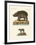 Animals from Hot Countries-null-Framed Giclee Print